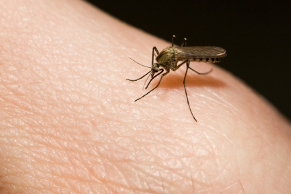 against mosquito bites
